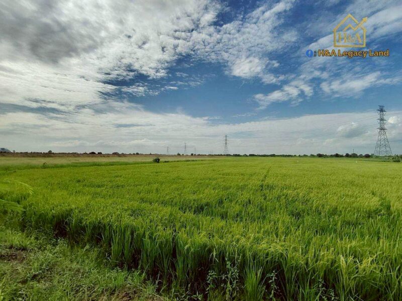 ขายที่ดินเปล่าแปลงสวย ติดถนนใหญ่ อย.3006 ลาดบัวหลวง–ไม้ตรา อ.ลาดบัวหลวง จ.พระนครศรีอยุธยา 30-3-74 ไร่
