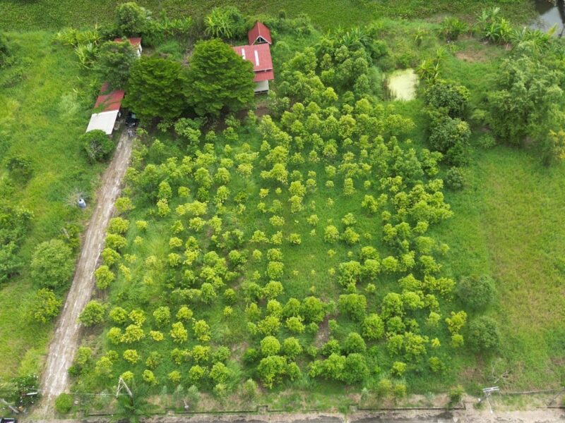 ขายที่ดินเปล่า หนองจอก 2 ไร่ 84 ตร.ว. ติดคลองธรรมชาติ ผังสีเขียว เงียบ ร่มรื่น