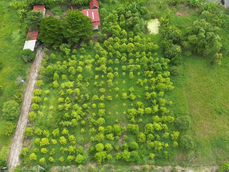 ขายที่ดินเปล่า หนองจอก 2 ไร่ 84 ตร.ว. ติดคลองธรรมชาติ ผังสีเขียว เงียบ ร่มรื่น