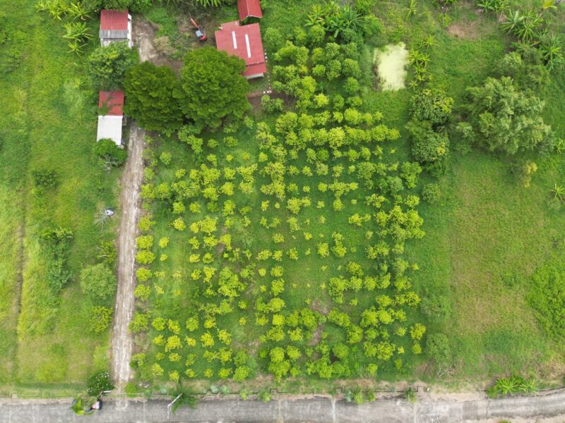 ขายที่ดินเปล่า หนองจอก 2 ไร่ 84 ตร.ว. ติดคลองธรรมชาติ ผังสีเขียว เงียบ ร่มรื่น