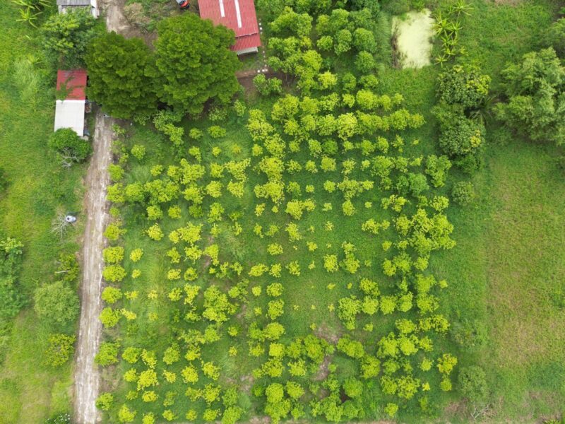 ขายที่ดินเปล่า หนองจอก 2 ไร่ 84 ตร.ว. ติดคลองธรรมชาติ ผังสีเขียว เงียบ ร่มรื่น