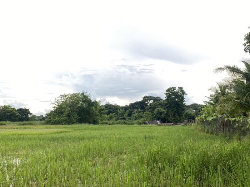 ขายที่ดินอำเภอเมืองลำปาง ที่ทุ่งนา 2 ไร่ 97 ตรว. มีถนนตัดผ่านน้ำไฟเข้าถึง