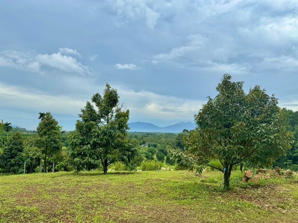 สวนทุเรียนขั้นบันได บ้านตากอากาศบนเขา พร้อมโฉนด! วิวหลักล้าน 11ไร่ อ.มะขาม จันทบุรี โทร 0830132000