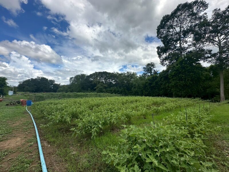 ที่ดินติดริมน้ำวิวเขาปากช่อง.( 3-3-12 ไร่.)( 5,500 บ./ตร.วา ) | ( น.ส.3ก ) หายาก ราคาพิเศษ!! @ หลังสถานีรถไฟความเร็วสูงปากช่อง บ.เขาเสด็จ / ท่างอย / ถ.มิตรภาพเก่า.