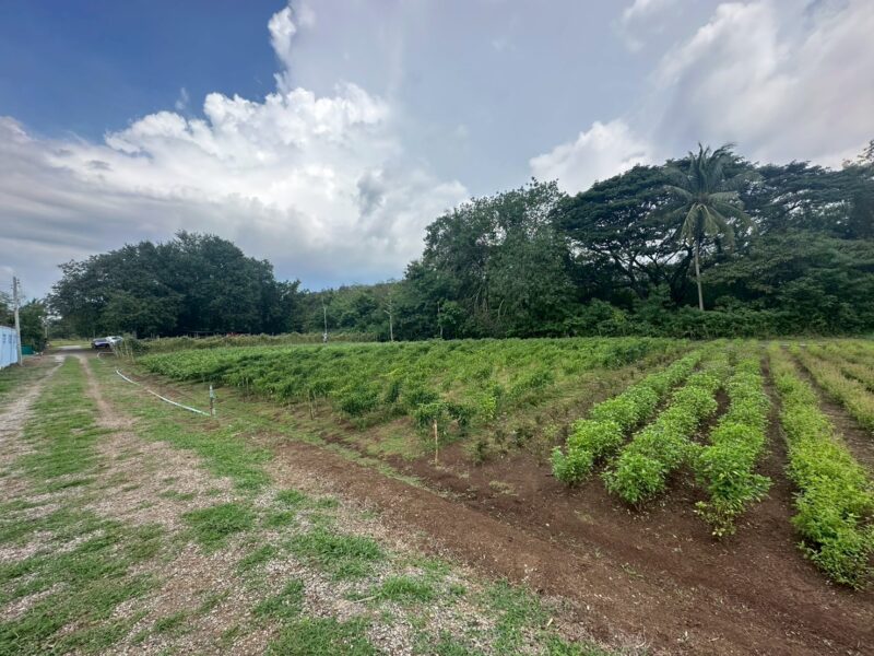 ที่ดินติดริมน้ำวิวเขาปากช่อง.( 3-3-12 ไร่.)( 5,500 บ./ตร.วา ) | ( น.ส.3ก ) หายาก ราคาพิเศษ!! @ หลังสถานีรถไฟความเร็วสูงปากช่อง บ.เขาเสด็จ / ท่างอย / ถ.มิตรภาพเก่า.