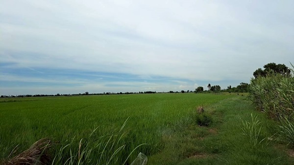 ขายที่ดินติดถนน เแปลงใหญ่สวย ติดถนนสาย 347 ปทุมธานี-บางปะหัน ต.บางประแดง อ.บางประอิน จ.พระนครศรีอยุธยา กม. 29-30 โทร 095-8299247