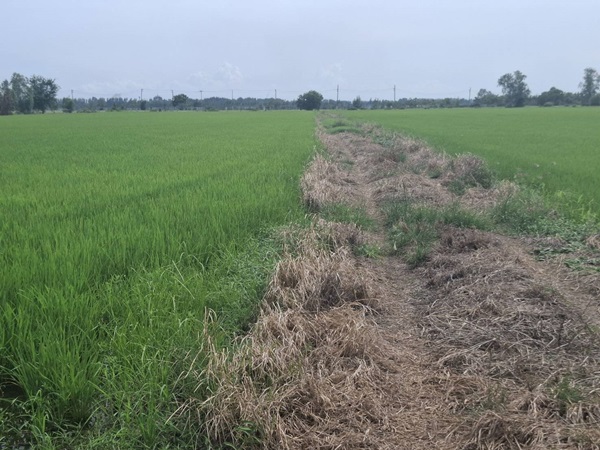 ขายที่ดินติดถนน เแปลงใหญ่สวย ติดถนนสาย 347 ปทุมธานี-บางปะหัน ต.บางประแดง อ.บางประอิน จ.พระนครศรีอยุธยา กม. 29-30 โทร 095-8299247