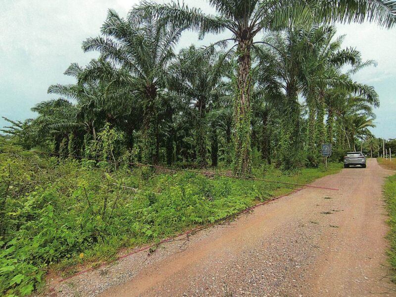 ขายที่ดิน 7 ไร่ เมืองชุมพร ทำเลดี ใกล้ถนนเพชรเกษม ผังเมืองสีชมพู