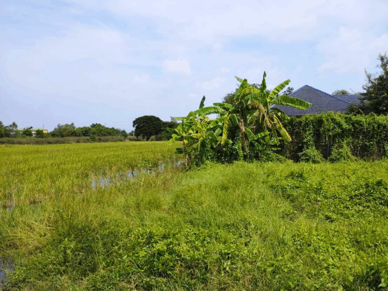 ขายที่ดินซอยคลองห้าตะวันตก 21 ปทุมธานี