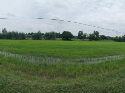 ที่นาแปลงใหญ่ 33 ไร่ ทำเลดี ต.หินกอง อ.สุวรรณภูมิ ร้อยเอ็ด ราคาสุดคุ้ม