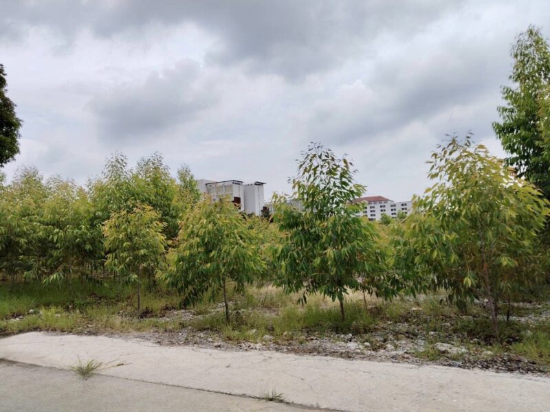 ขายที่ดินผังม่วง ถนนพหลโยธิน นวนคร พื้นที่ 110-3-35 ไร่ ต.คลองหนึ่ง อ.คลองหลวง จ.ปทุมธานี