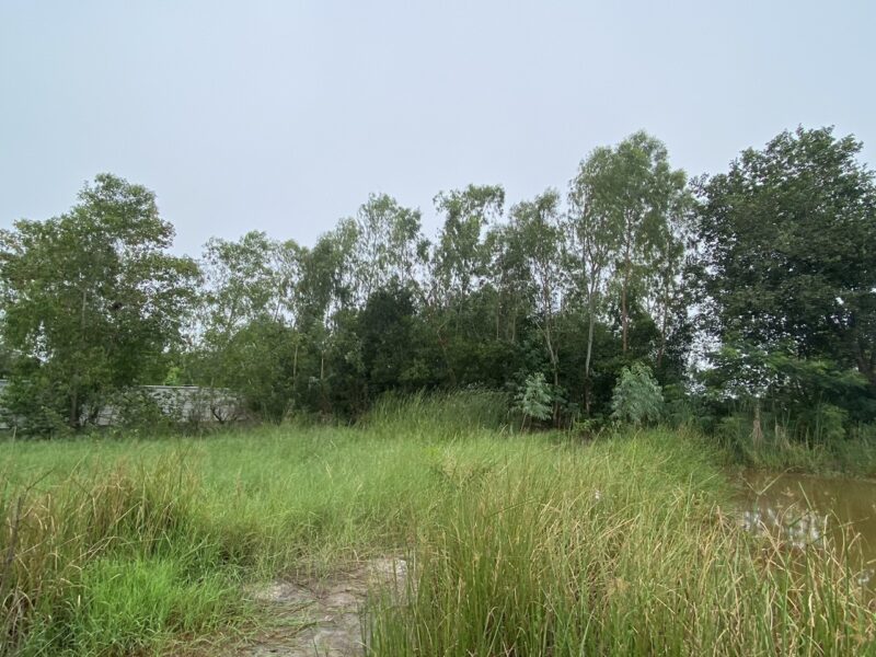 ขายด่วนที่ดินคลองสอง 183 ตรวติดถนนคอนกรีตสาธารณะ ซ.ไอยรา 22 อ.คลองหลวง จ.ปทุมธานี