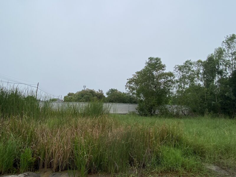 ขายด่วนที่ดินคลองสอง 183 ตรวติดถนนคอนกรีตสาธารณะ ซ.ไอยรา 22 อ.คลองหลวง จ.ปทุมธานี