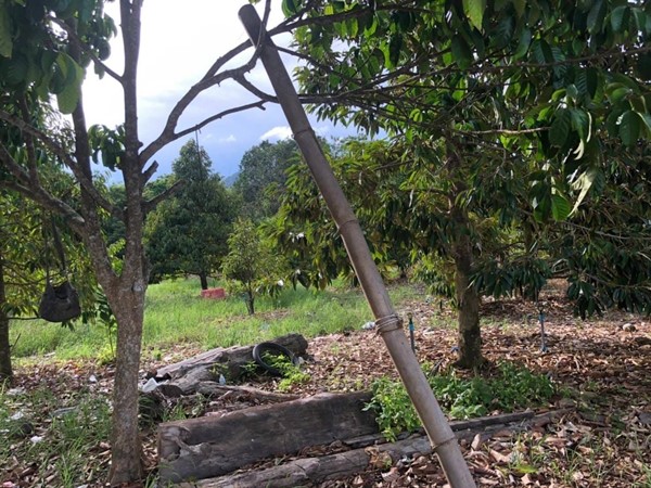 ขายที่ดิน สวนทุเรียน เมืองระยอง วิวภูเขา ติดแหล่งน้ำธรรมชาติ ใกล้ทะเล เนื้อที่ 4 ไร่ 3 งาน 29 ตร.ว. โทร 0852619111 เจ้าของขายเอง