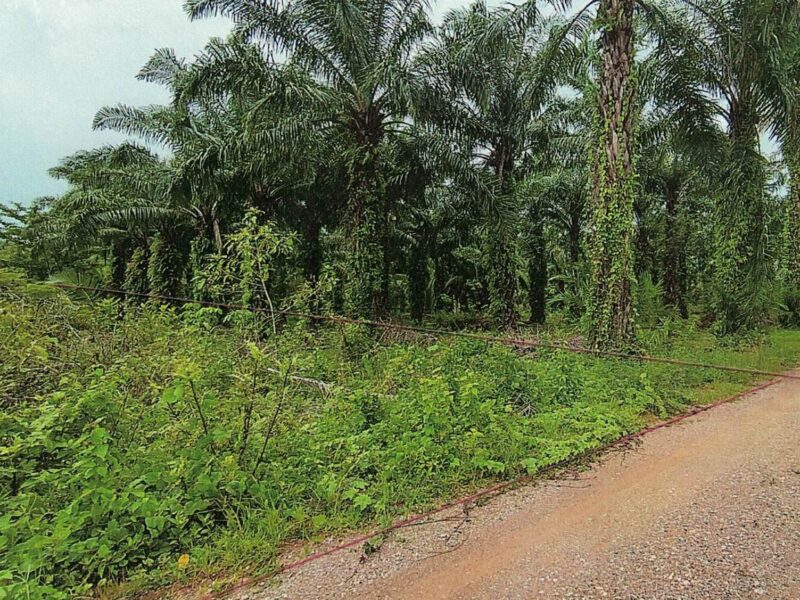 ขายที่ดิน 7 ไร่ เมืองชุมพร ทำเลดี ใกล้ถนนเพชรเกษม ผังเมืองสีชมพู