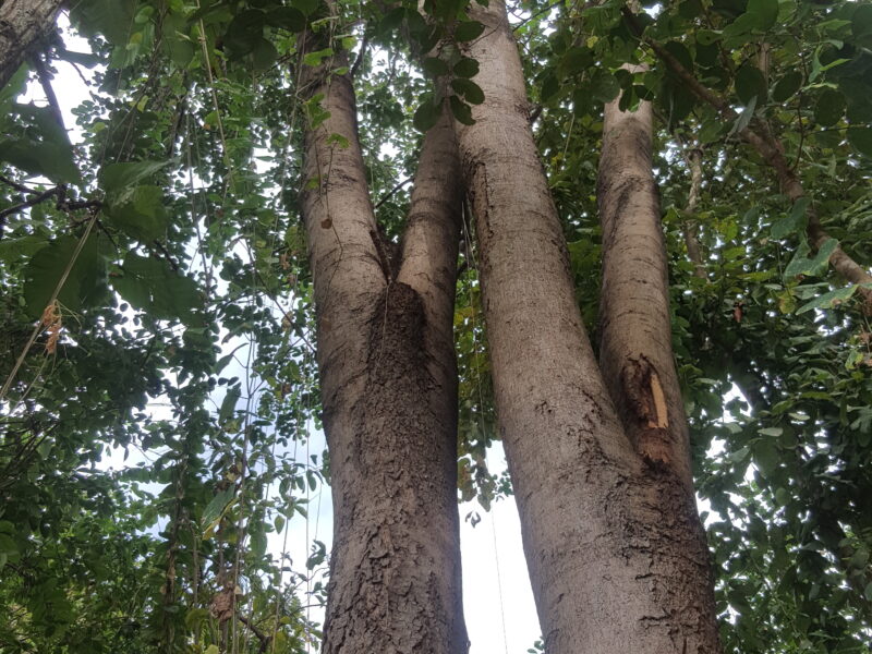 ขายที่ดิน 4 ไร่ 44 ตร.วา ต.อ่างหิน อ.ปากท่อ จ.ราชบุรี