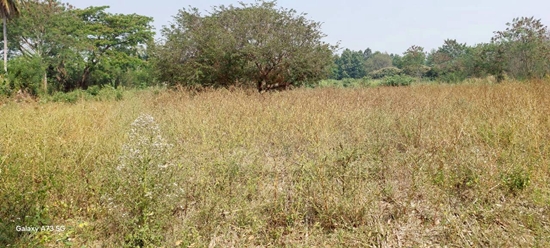 ขายที่ดินเปล่าในจ.ลำพูน ด้านหน้าติดถนนใหญ่ ติดแม่น้ำ พื้นที่สวย ทำเลดี อยู่ในเขตชุมชน ปลอดภัย ห่างจากสถานที่ราชการไม่เกิน 700 เมตร