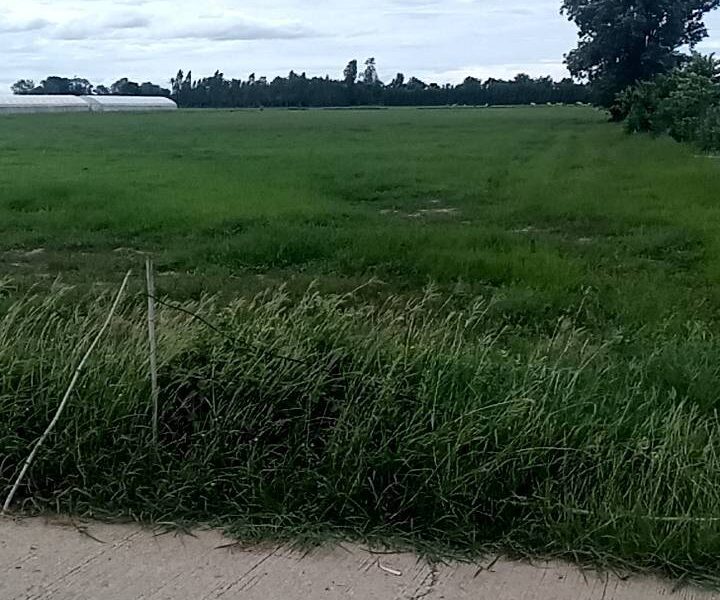 ที่ดินทำเลดี 12 ไร่ อำเภอหนองหญ้าไซ สุพรรณบุรี เหมาะสำหรับสร้างบ้านสวน/ทำการเกษตร พร้อมอยู่!