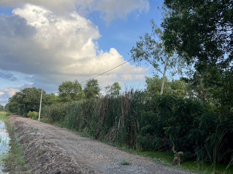 ♻️ ขายที่ดินสวย ใกล้วัดป่าคลอง 11 ทำเลดี คลอง 11 อ.หนองเสือ จ.ปทุมธานี