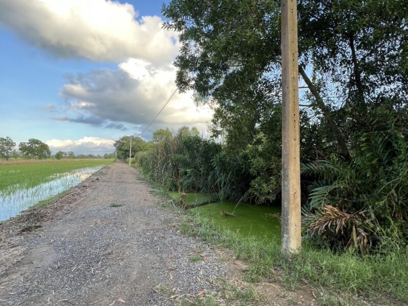 ♻️ ขายที่ดินสวย ใกล้วัดป่าคลอง 11 ทำเลดี คลอง 11 อ.หนองเสือ จ.ปทุมธานี