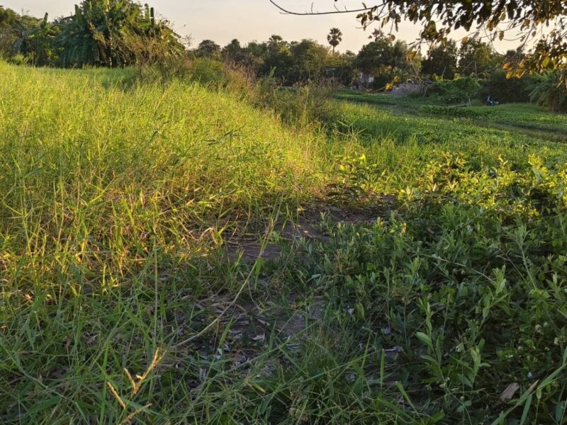 🌳 ขายที่ดินถมแล้ว ทำเลคลอง 16 – หลัง มศว. องครักษ์ ราคาถูกมาก