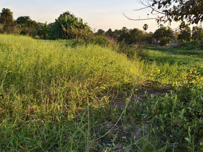 🌳 ขายที่ดินถมแล้ว ทำเลคลอง 16 – หลัง มศว. องครักษ์ ราคาถูกมาก