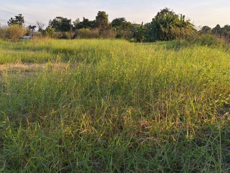 🌳 ขายที่ดินถมแล้ว ทำเลคลอง 16 – หลัง มศว. องครักษ์ ราคาถูกมาก