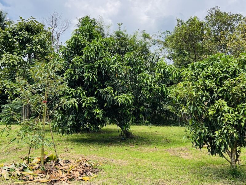 ขายที่ดินสวย ติดน้ำ พร้อมผลไม้ – ต.นาหินลาด อ.ปากพลี จ.นครนายก