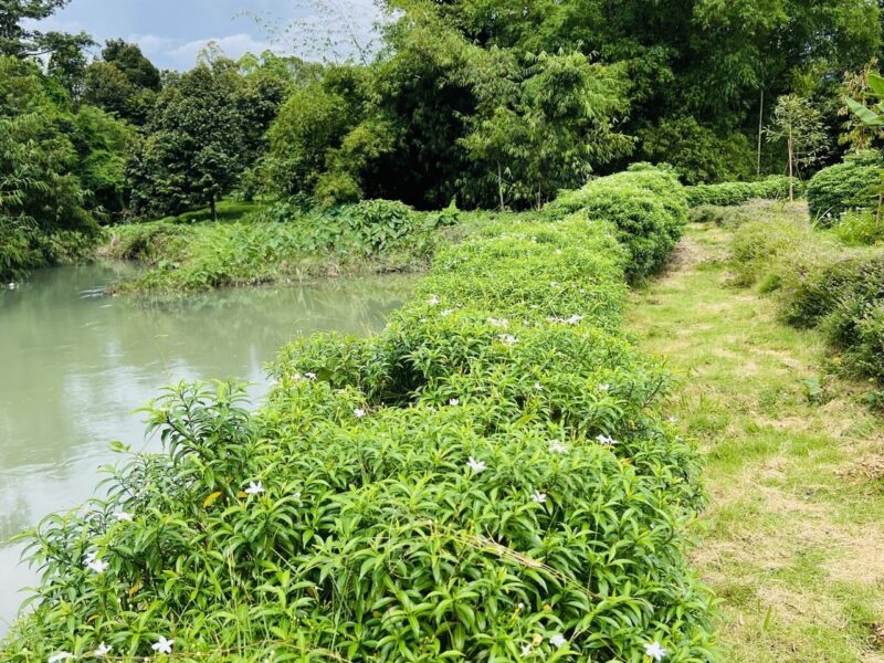 ขายที่ดินสวย ติดน้ำ พร้อมผลไม้ – ต.นาหินลาด อ.ปากพลี จ.นครนายก