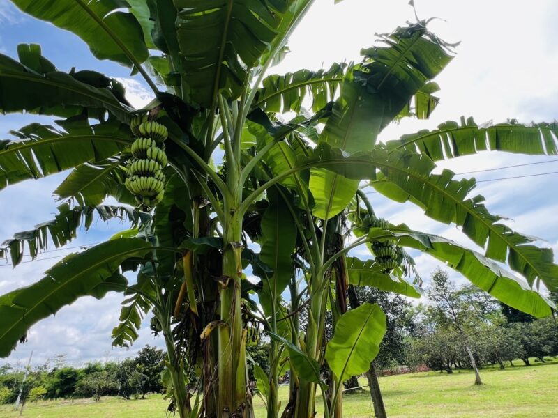 ขายที่ดินสวย ติดน้ำ พร้อมผลไม้ – ต.นาหินลาด อ.ปากพลี จ.นครนายก