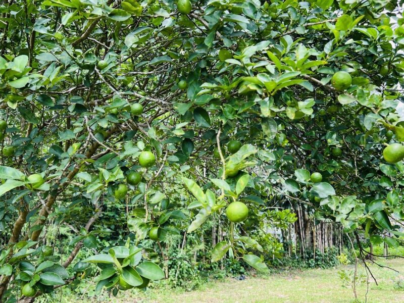 ขายที่ดินสวย ติดน้ำ พร้อมผลไม้ – ต.นาหินลาด อ.ปากพลี จ.นครนายก