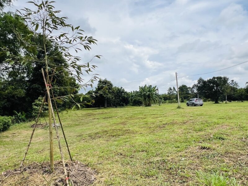 ขายที่ดินสวย ติดน้ำ พร้อมผลไม้ – ต.นาหินลาด อ.ปากพลี จ.นครนายก