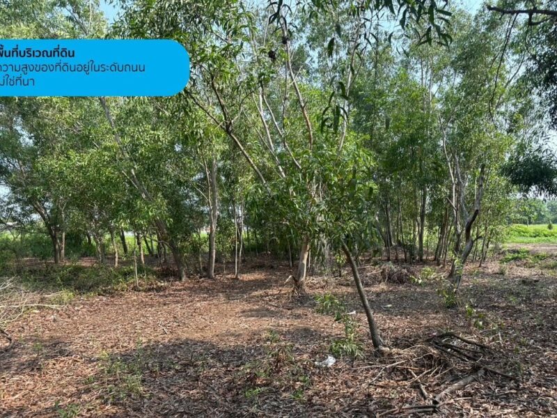 ขายที่ดินเปล่า 2 ไร่ คลองห้าตะวันตก 27/2 ปทุมธานี