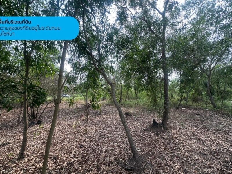 ขายที่ดินเปล่า 2 ไร่ คลองห้าตะวันตก 27/2 ปทุมธานี