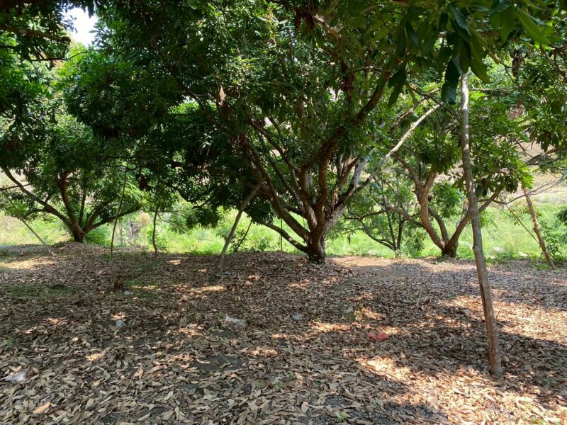 ประกาศขายที่ดิน วิวธรรมชาติใกล้น้ำตกแม่ยะ อำเภอจอมทอง จังหวัดเชียงใหม่