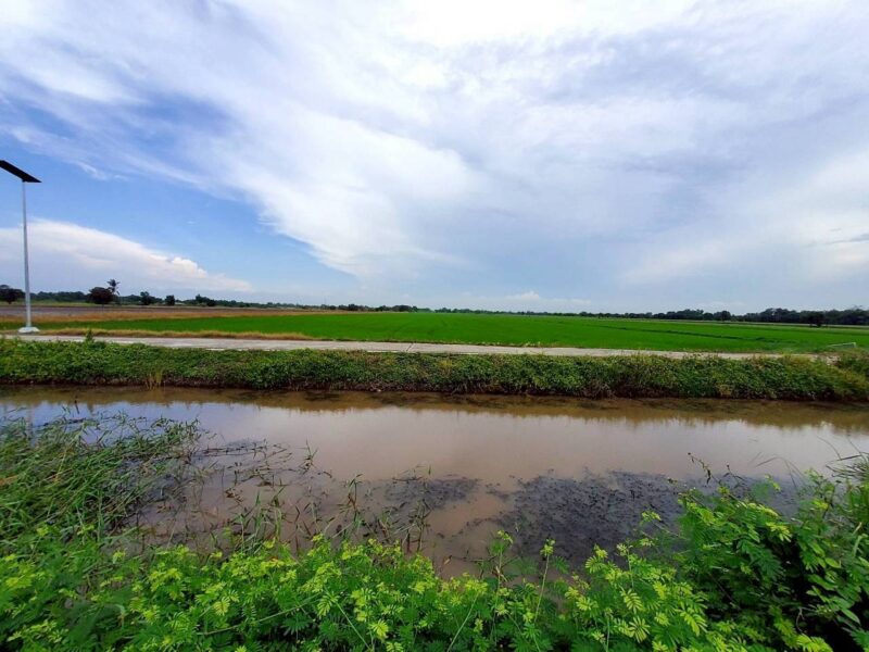 ขายที่ดินวิวคลองสร้างบ้านสวน 55 ตรว แปลงมุม ติดถนนคอนกรีต ถมแล้ว บ้านสวนเพิ่มสุข อ.หนองเสือ จ.ปทุมธานี