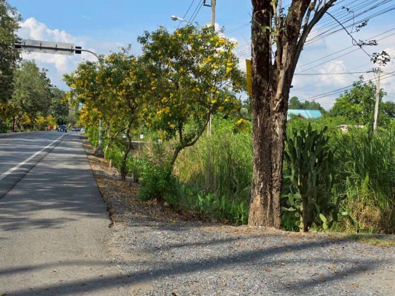 ขายด่วนที่ดินติดถนนประชาสำราญ 273 ตรว ทำลดี มีอนาคต เขตหนองจอก กทม.