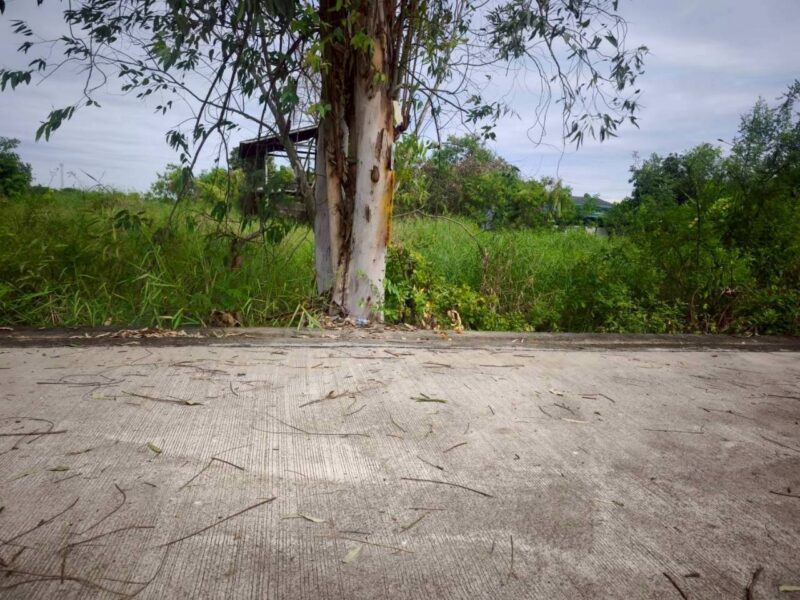 ขายถูกที่ดินซอยวัดไพร่ฟ้า 128 ตรว ติดถนนคอนกรีตสาธารณะ เลียบคลองบางเดื่อ 8 เมืองปทุมธานี