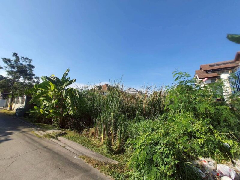 ขายถูกที่ดินสุขาภิบาล 5 เนื้อที่ 199 ตรว ติดถนนคอนกรีตสาธารณะ ซ.5 แยก 22 กทม.