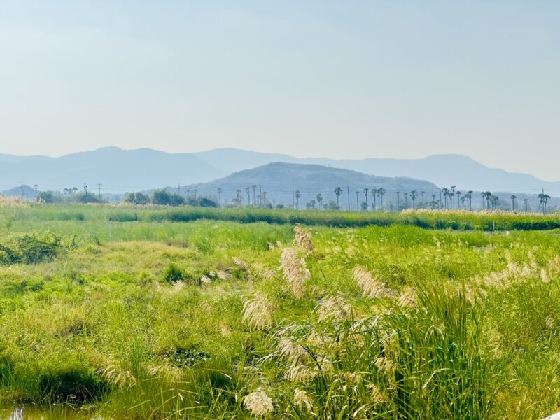 ที่ดินชะอำ วิวภูเขา ขายต่ำกว่าราคาประเมิน พื้นที่รวม 16-1-84 ไร่