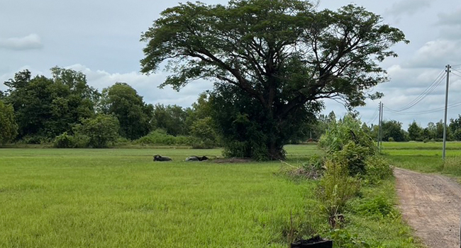 ขายที่ดินในเมืองศรีสะเกษ 5 ไร่ แค่ล้านต้นๆ !!!