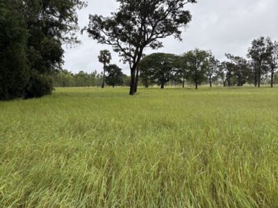 ด่วน ขายที่นา ราคาถูก อ.กันทรารมย์ จ.ศรีสะเกษ เนื้อที่ 12 ไร่ 2 งาน 62.6 ตร.ว. โทร 062-5982441 (คุณโย)