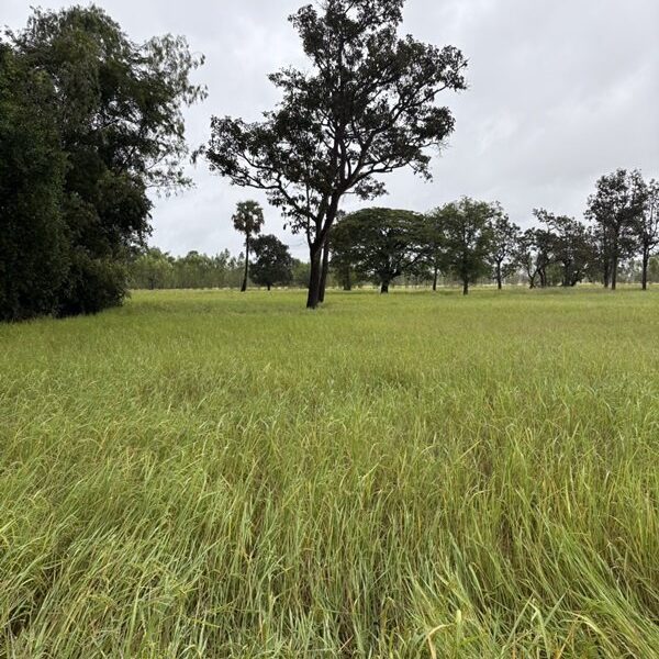 ด่วน ขายที่นา ราคาถูก อ.กันทรารมย์ จ.ศรีสะเกษ เนื้อที่ 12 ไร่ 2 งาน 62.6 ตร.ว. โทร 062-5982441 (คุณโย)