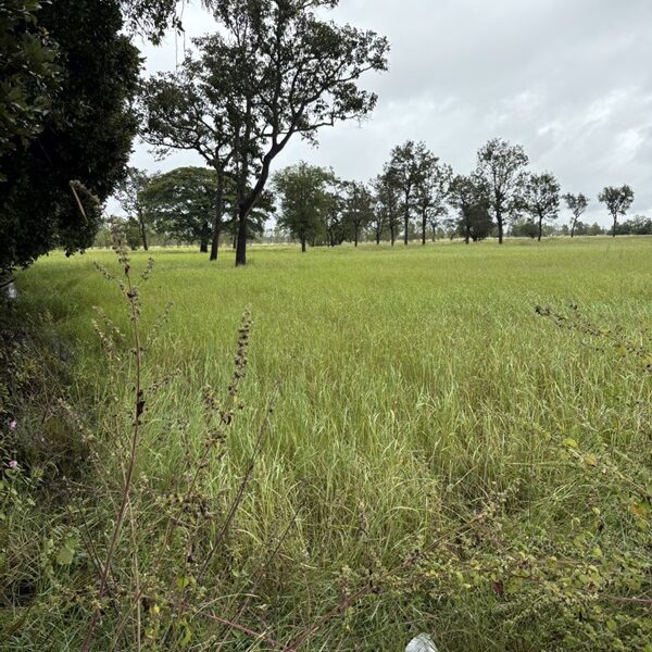 ด่วน ขายที่นา ราคาถูก อ.กันทรารมย์ จ.ศรีสะเกษ เนื้อที่ 12 ไร่ 2 งาน 62.6 ตร.ว. โทร 062-5982441 (คุณโย)