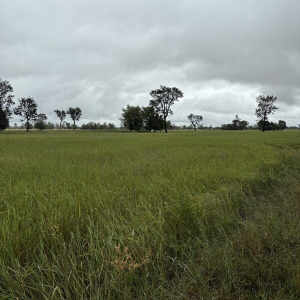 ด่วน ขายที่นา ราคาถูก อ.กันทรารมย์ จ.ศรีสะเกษ เนื้อที่ 12 ไร่ 2 งาน 62.6 ตร.ว. โทร 062-5982441 (คุณโย)