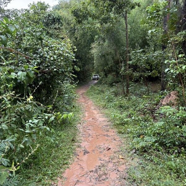 ด่วน ขายที่นา ราคาถูก อ.กันทรารมย์ จ.ศรีสะเกษ เนื้อที่ 12 ไร่ 2 งาน 62.6 ตร.ว. โทร 062-5982441 (คุณโย)