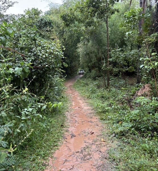 ขายที่นา 12 ไร่กว่า ราคาถูก อ.กันทรารมย์ จ.ศรีสะเกษ เจ้าของขายเอง