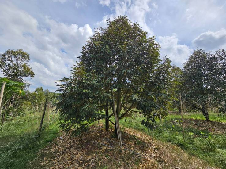 ขายที่ดินพร้อมสวนผลไม้ 5 ไร่ อำเภอนายายอาม จันทบุรี