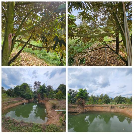 ขายที่ดินพร้อมสวนผลไม้ 5 ไร่ อำเภอนายายอาม จันทบุรี