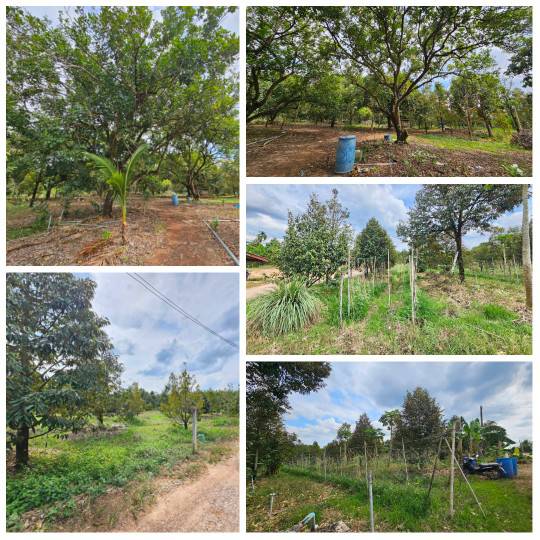 ขายที่ดินพร้อมสวนผลไม้ 5 ไร่ อำเภอนายายอาม จันทบุรี